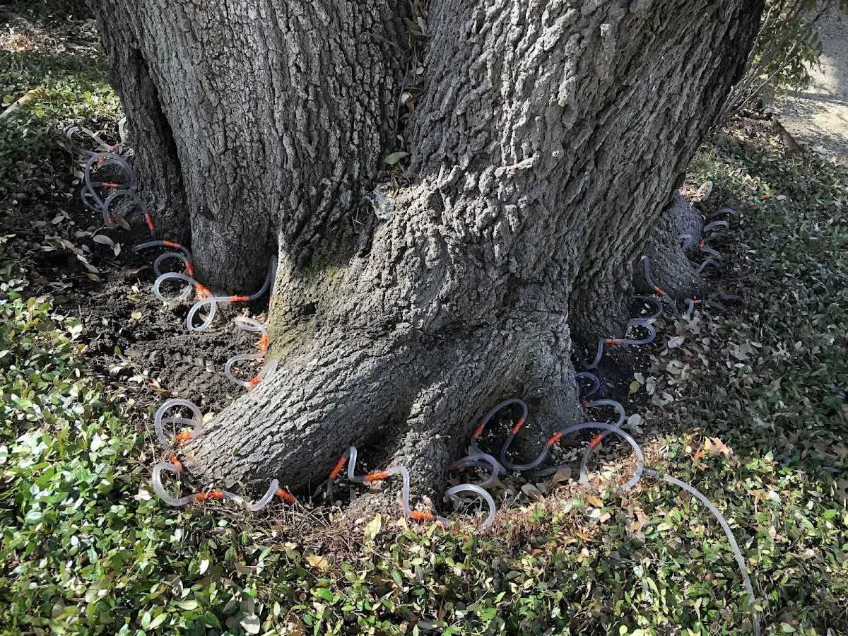 Detailed Tree Cabling and Bracing job site in Bettles Field