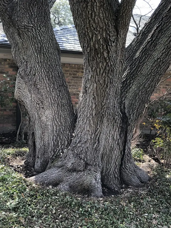 Mature heritage tree close to a Bettles Field property cared for by certified arborists