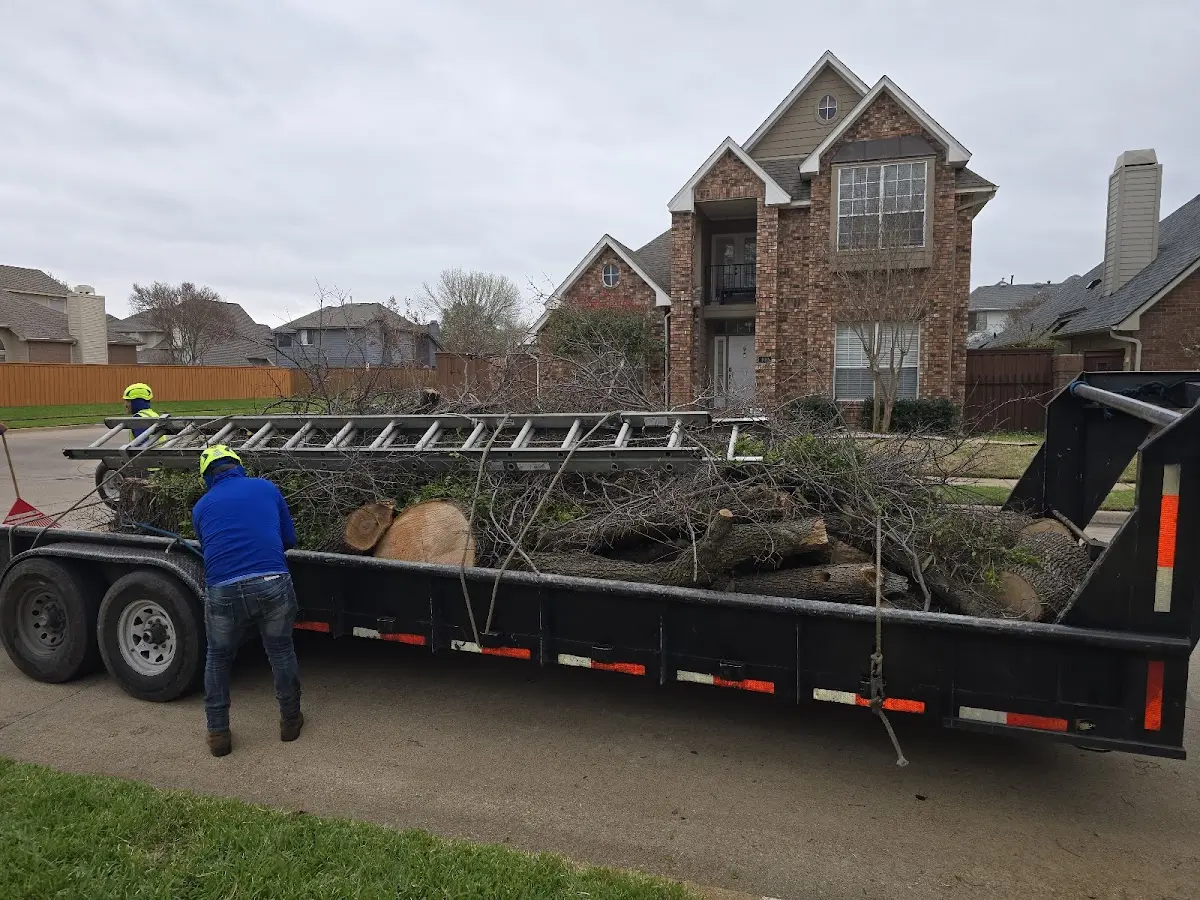Expert Tree Removal with proper safety equipment in Bettles Field